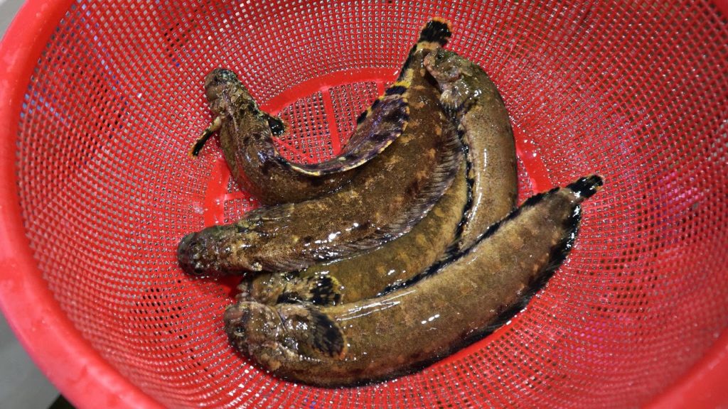 Korean Fish Market - CUTTING LIVE MUDSKIPPER Mudfish Sashimi Korea