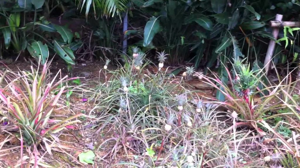 Nago Pineapple Park Okinawa Japan, august 2011 ナゴパイナップルパーク