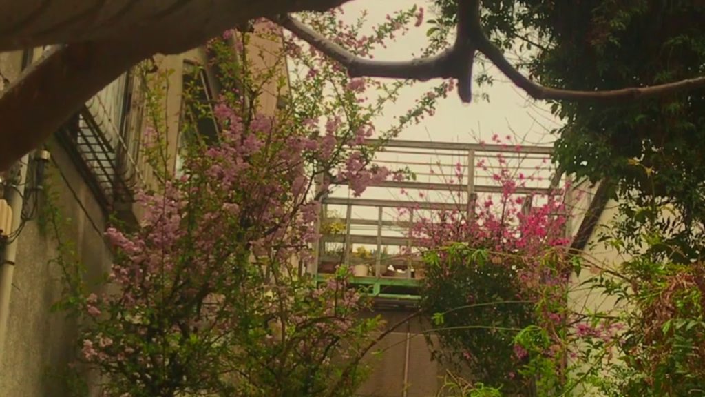 Calm Rain falling down on Japanese Garden (Tokyo)