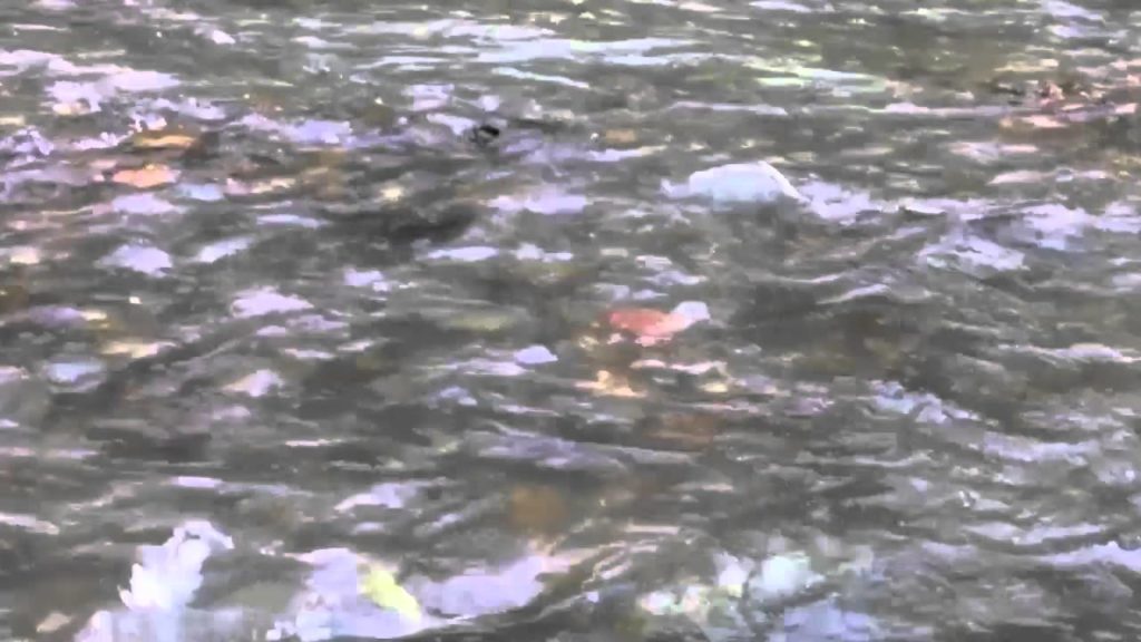 The Journey Upstream