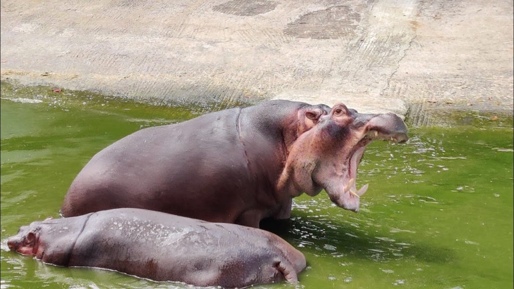 Coimbatore to Bangalore | Bannerghatta Forest Safari | Zoo | Travel vlog | Bangalore