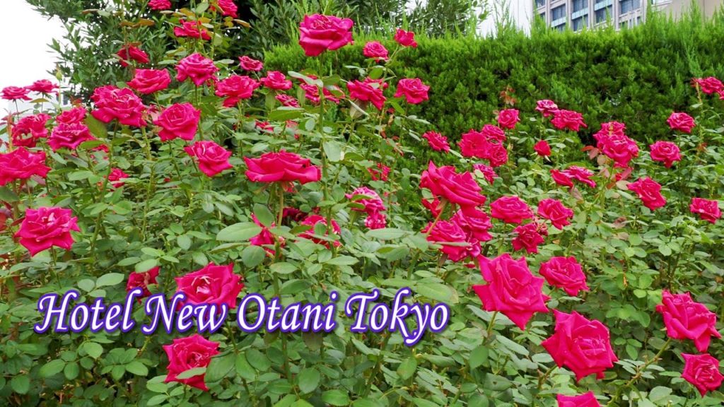 TOKYO. Hotel New Otani. Red Rose Garden. #4K