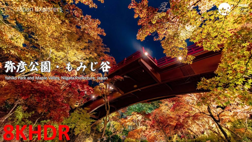 弥彦公園・もみじ谷の紅葉 Yahiko Park Maple Valley [8KHDR]