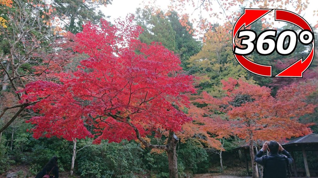 【360度動画】広島にある宮島の紅葉谷公園でもみじ狩り🍁
