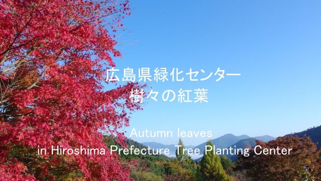 樹々の紅葉 ~広島県緑化センター~ Autumn leaves in Hiroshima Prefecture Tree Planting Center 樹々の紅葉 ~広島県緑化センター~ Autumn leaves in Hiroshima Prefecture Tree Planting Center