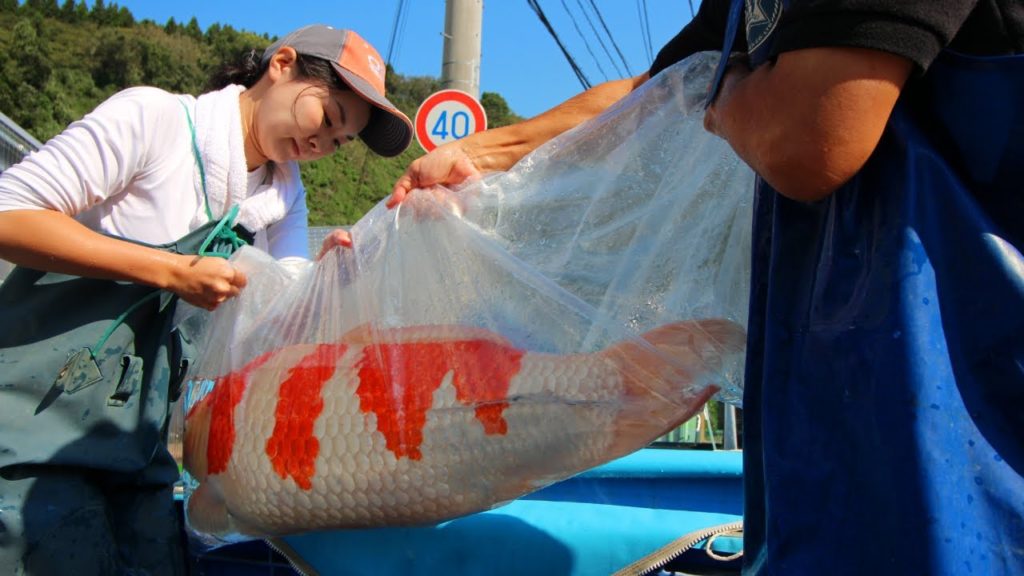 THE WORLD OF KOI 2 - Official trailer (HD)