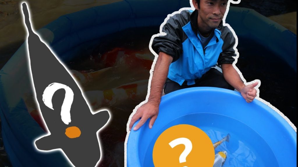 This new Koi variety is absolutly amazing! This new Koi variety is absolutly amazing!