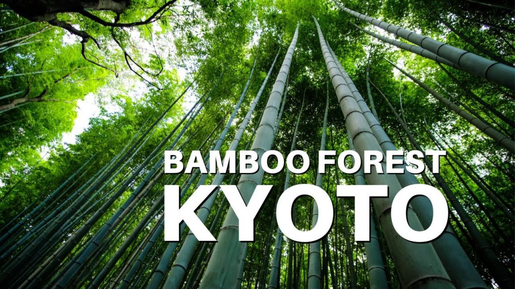 WORLD FAMOUS Arashiyama Bamboo Forest in Kyoto, Japan