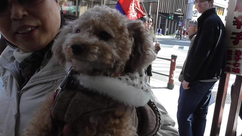 A Quick Tour Through Lively Tokyo