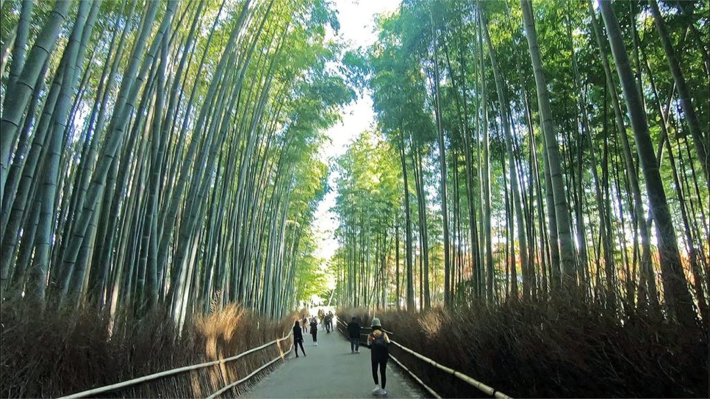 arashiyama early in the morning. kyoto walking [4K]