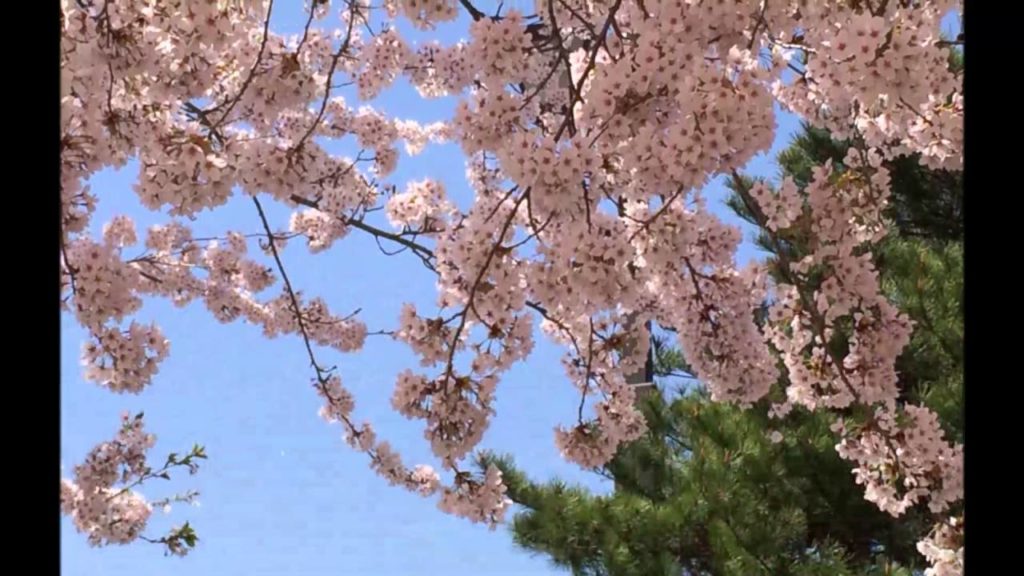 桜咲く！！　Cherry blossoms April 2016 in Towada city Aomori　(by 12Dec)