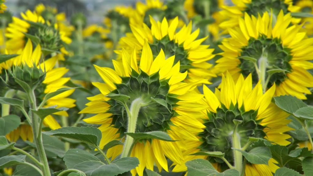 北竜町ひまわりの里 2014（Sunflower field in Hokuryu-town, Hokkaido）