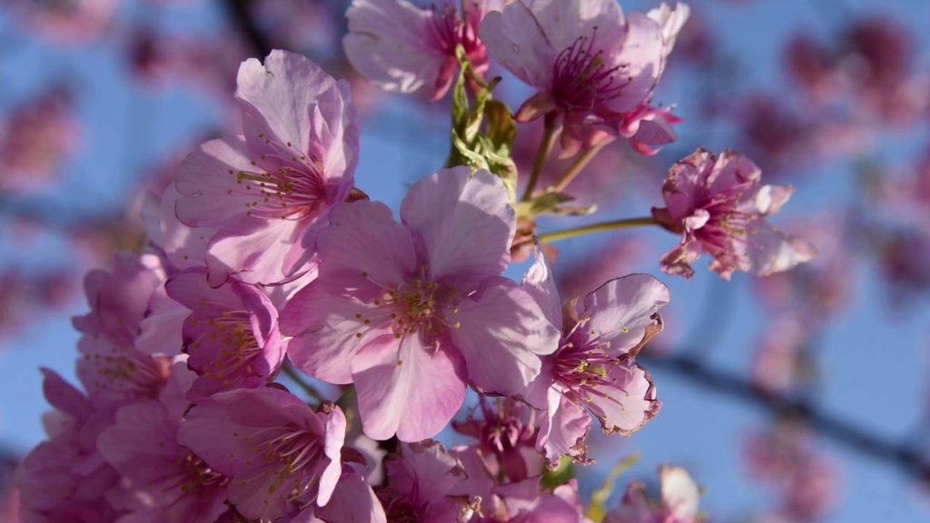 Kawazu Sakura March 4, 2018