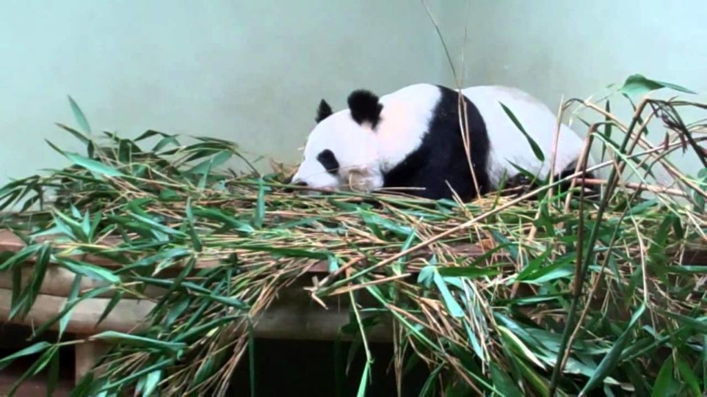 Female Panda Zoo Edinburgh Scotland