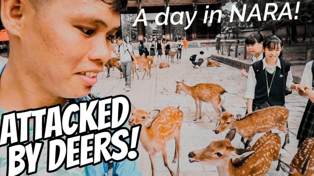 NARA Travel Guide. Top Things to do in Nara!