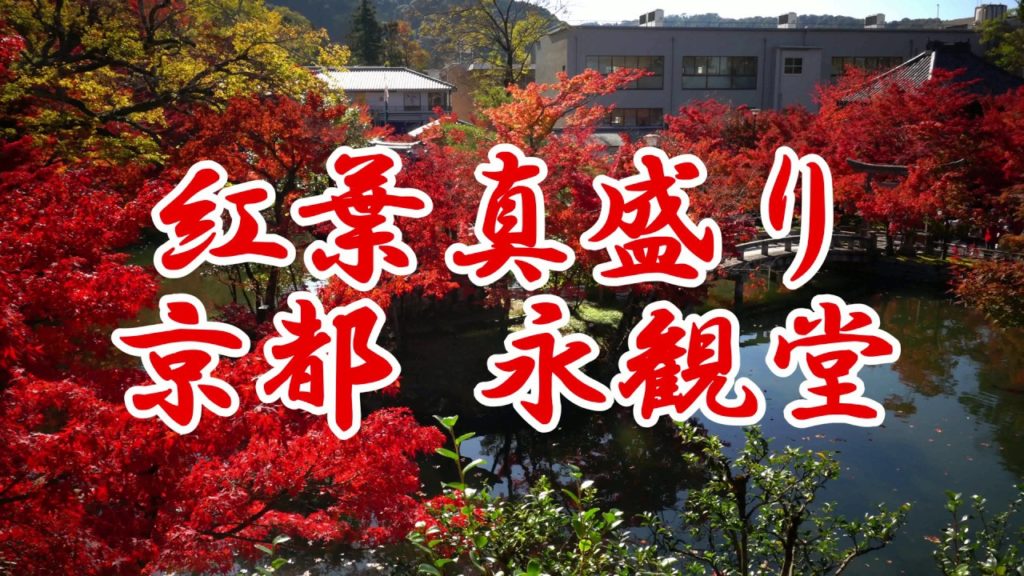 4K 紅葉 真っ盛り 京都 永観堂/Autumn leaves KYOTO 2019「EIKANDO」