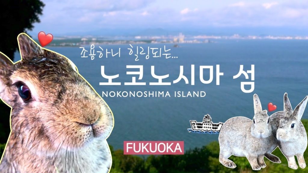 (JPN SUB)[후쿠오카]토끼랑 인생 샷 남길 수 있는 힐링 아일랜드!노코노시마 섬 |mdnt.|