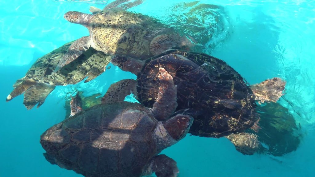 My records for my trip to Okinawa