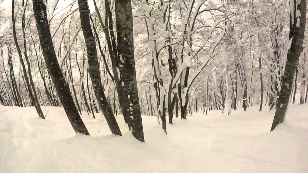 Nagano Powder Trees