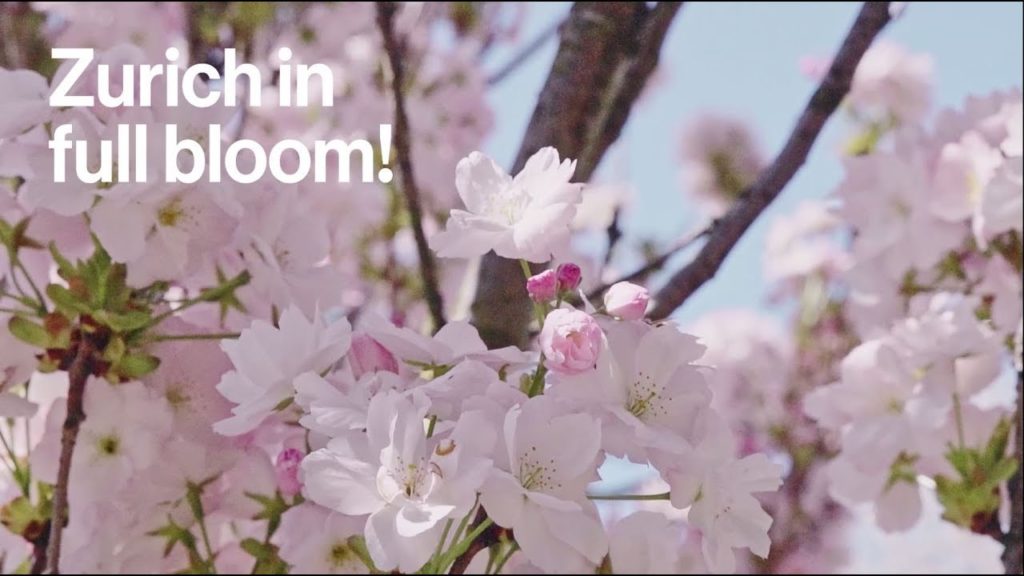 Zurich in full bloom