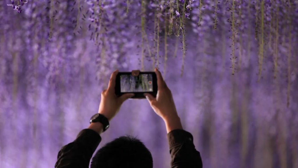 【春の感動庭園】はままつフラワーパーク  Hamamatsu FlowerPark 2019(long版)