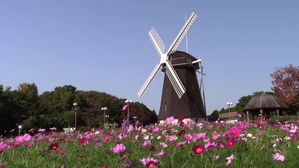 大阪 鶴見緑地のコスモス Cosmos flowers in a park, Tsurumi, Osaka(2015-10)