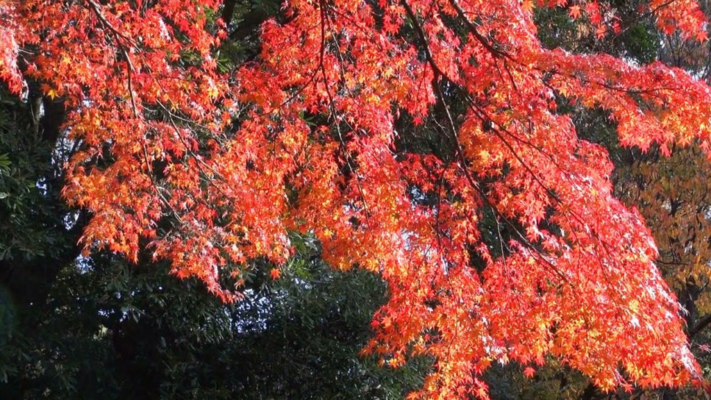 京都御苑の紅葉 Autumn Leaves in Kyoto Gyoen National Garden(2013-11)