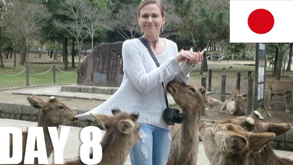 Nara Park & Kyoto. [Japan, Day 8]