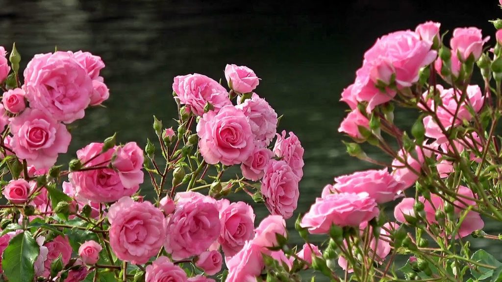 大阪 中之島バラ園 5月 Nakanoshima Rose Garden, Osaka(2017-05)