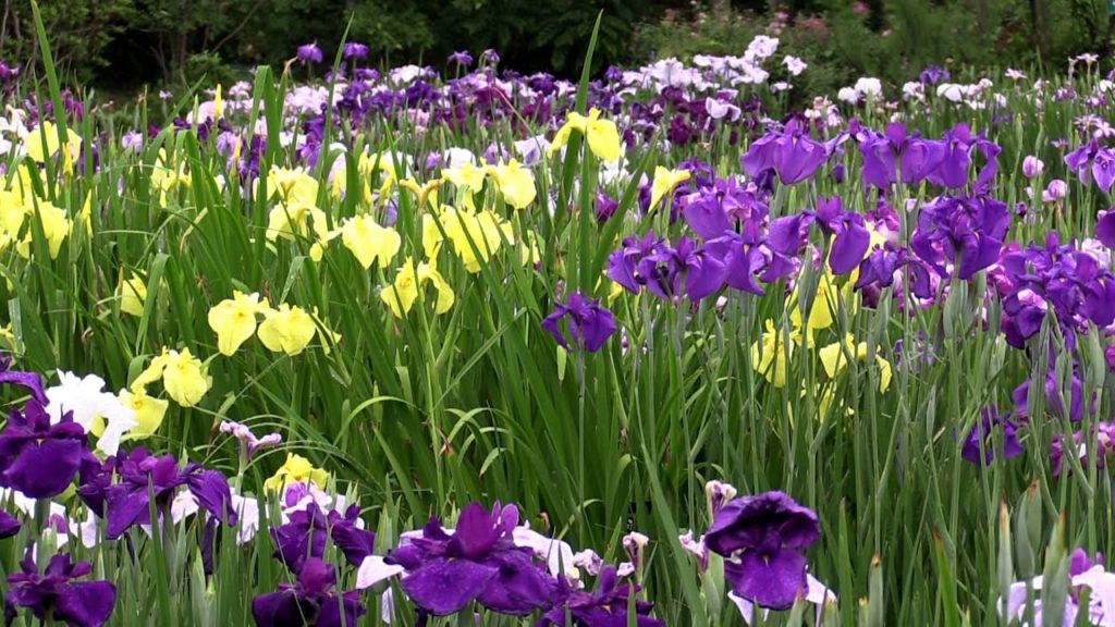 京都 府立植物園の花菖蒲 Irises in Kyoto Botanical Garden(2015-06)