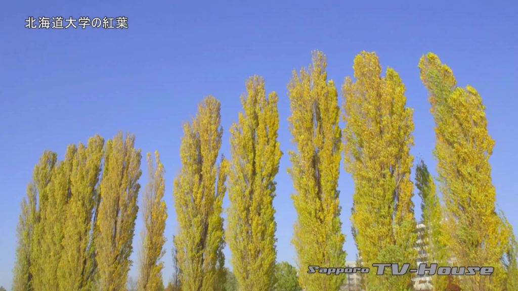 北海道大学の紅葉 Hokkaido University Sapporo Campus in autumn 4K(UHD)
