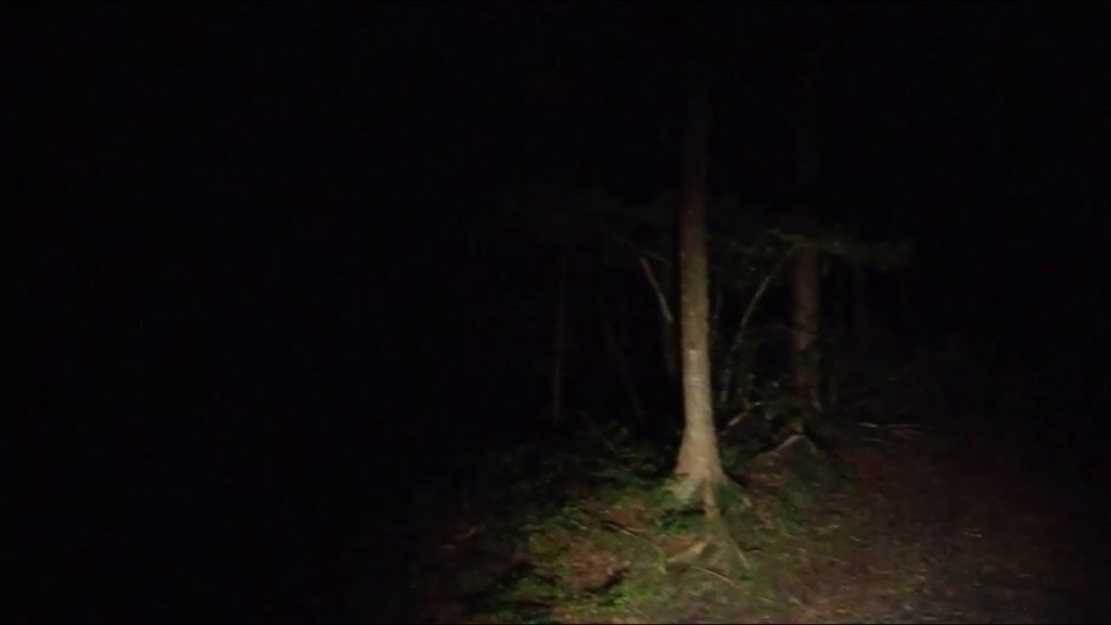 Aokigahara at Night Part 1,  VR- 360  (Beyond the ropes)