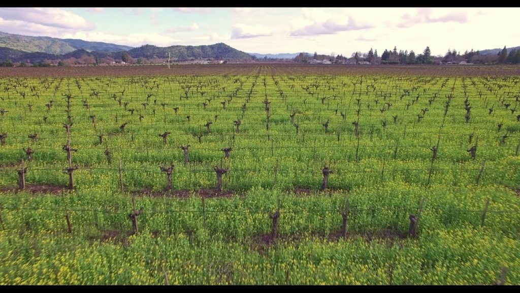Mustard Season in Napa Valley 2016 - 4k