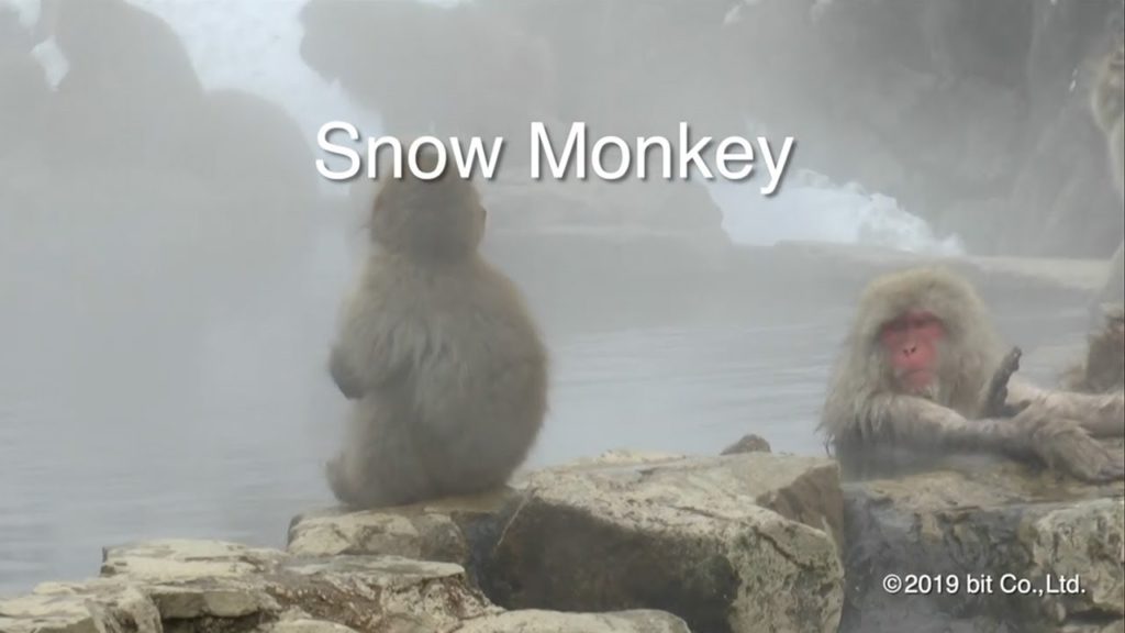 Snow Monkey