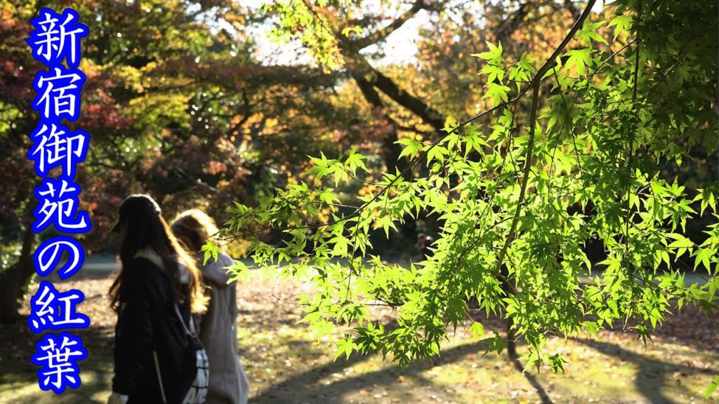 Japan Travel Guide :Tokyo Walk Shinjuku Gyoen Autumn Leaves #新宿御苑 #紅葉