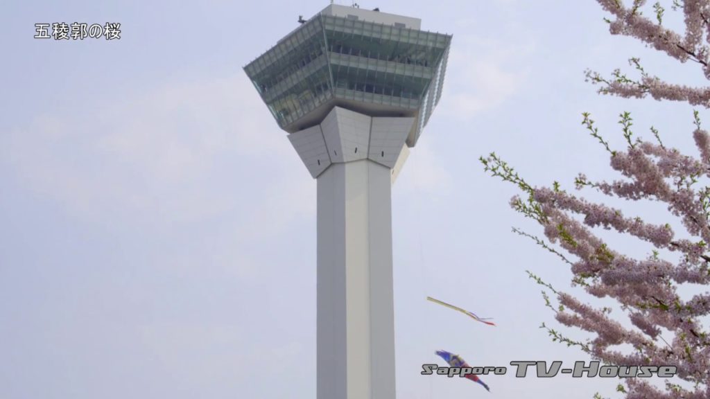 五稜郭の桜 Cherry tree in Goryokaku at Hakodate city 4K(UHD)