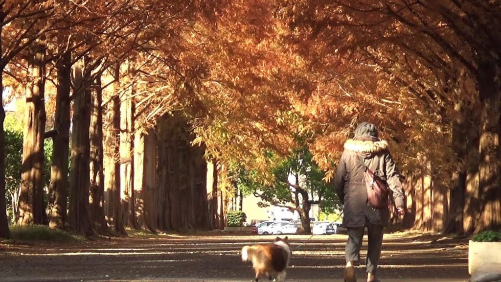 平塚市総合公園 メタセコイア並木の紅葉・落ち葉を踏みしめて歩ける場所 11月末~12月上旬 平塚市総合公園 メタセコイア並木の紅葉・落ち葉を踏みしめて歩ける場所 11月末~12月上旬
