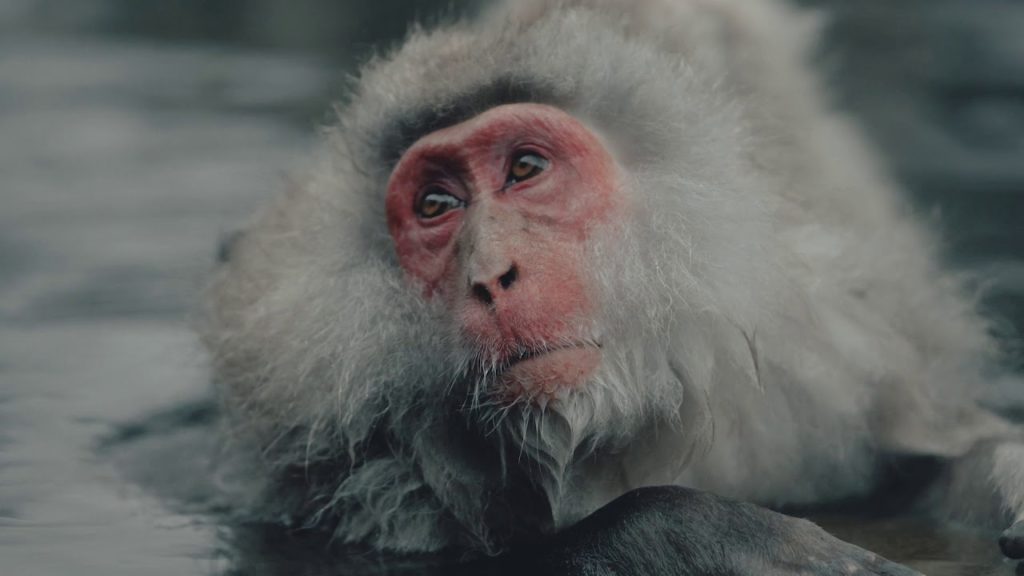 Garret King’s Photographic Journey through Japan