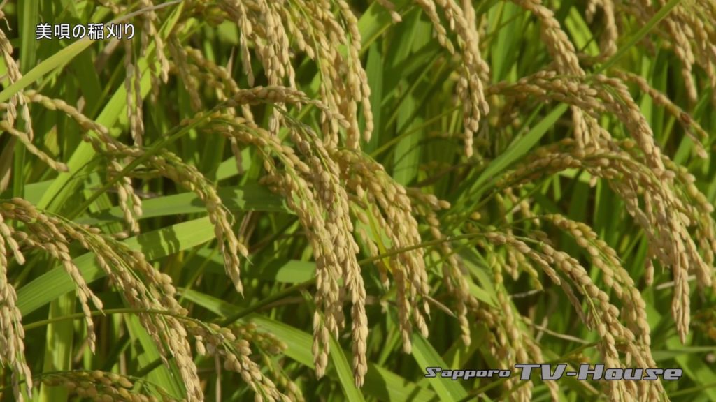 美唄の稲刈り Harvesting of the rice in Bibai city 4K(UHD)
