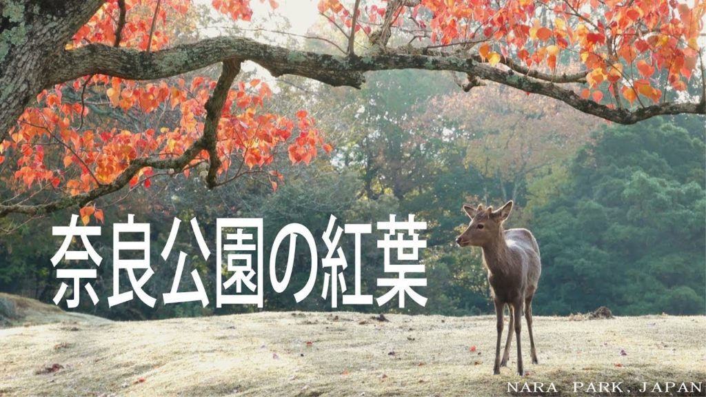 【4K】奈良公園の紅葉2019 奈良紅葉名所