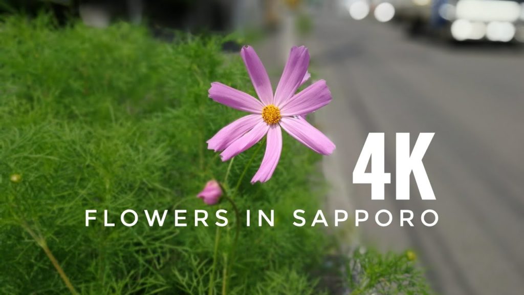 Flowers in Sapporo 4K
