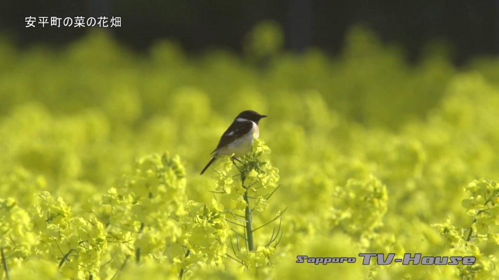 安平町の菜の花畑 Rape-blossom field in Abira-cho 4K(UHD)