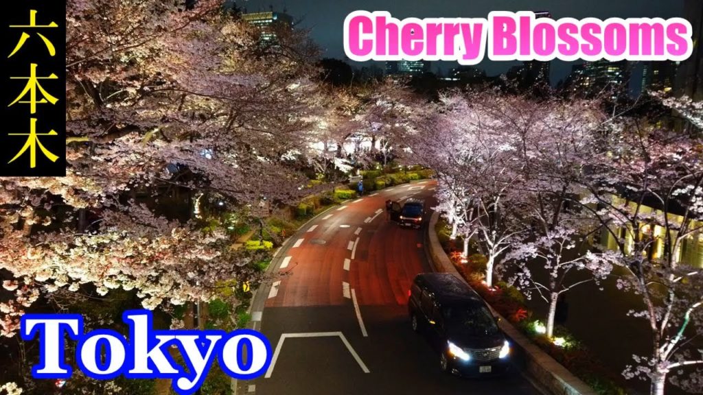 HQ Sound🎧 Night Walking Tokyo ✨ Midtown Roppongi　Cherry Blossoms　東京ミッドタウン の夜桜と、夜の 六本木　【高音質】Japan　櫻花
