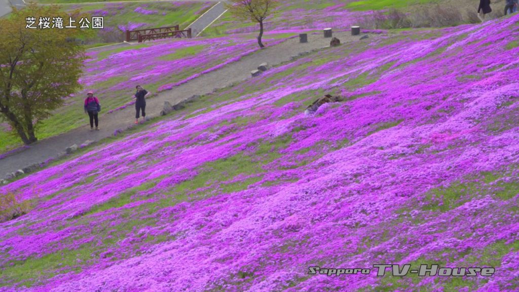 芝ざくら滝上公園 Shiba Zakura Takinoue park 4K(UHD)