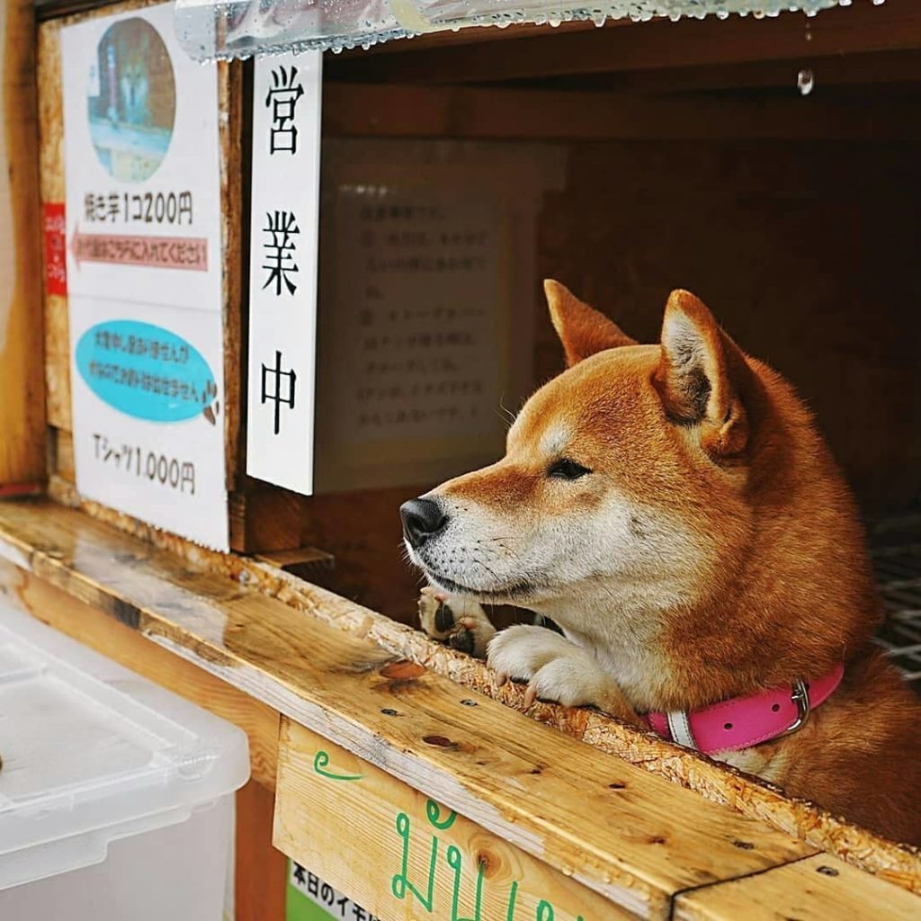 Visit Japan: Meet the dog that runs a sweet potato stand in Japan. Yes, really. This is Ken-… Meet the dog that runs a sweet potato stand in Japan. Yes, really. This is Ken-...