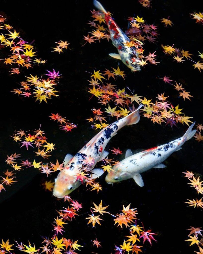 It's of-fish-al...we love fall here in Japan and we're not going to be koi about...