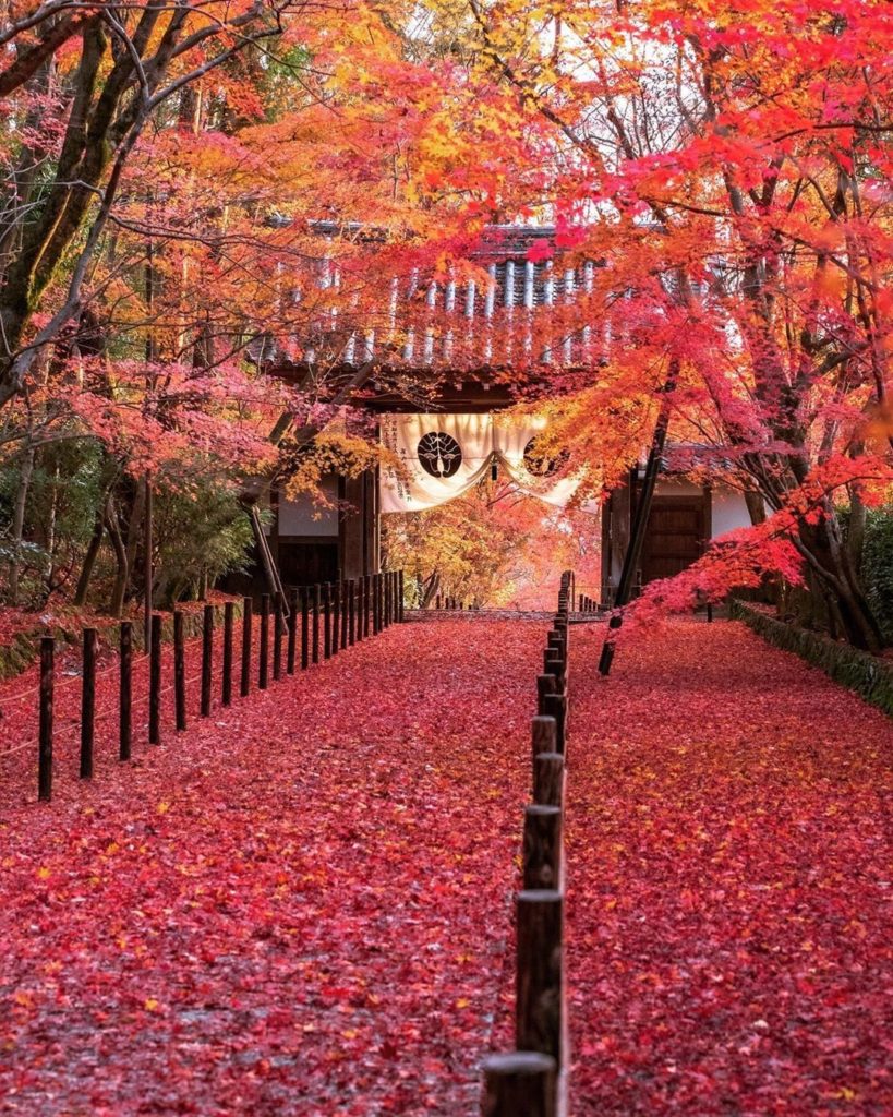Mother Nature sure is doing her best at rolling out the red carpet! 
: @ui_hii61...