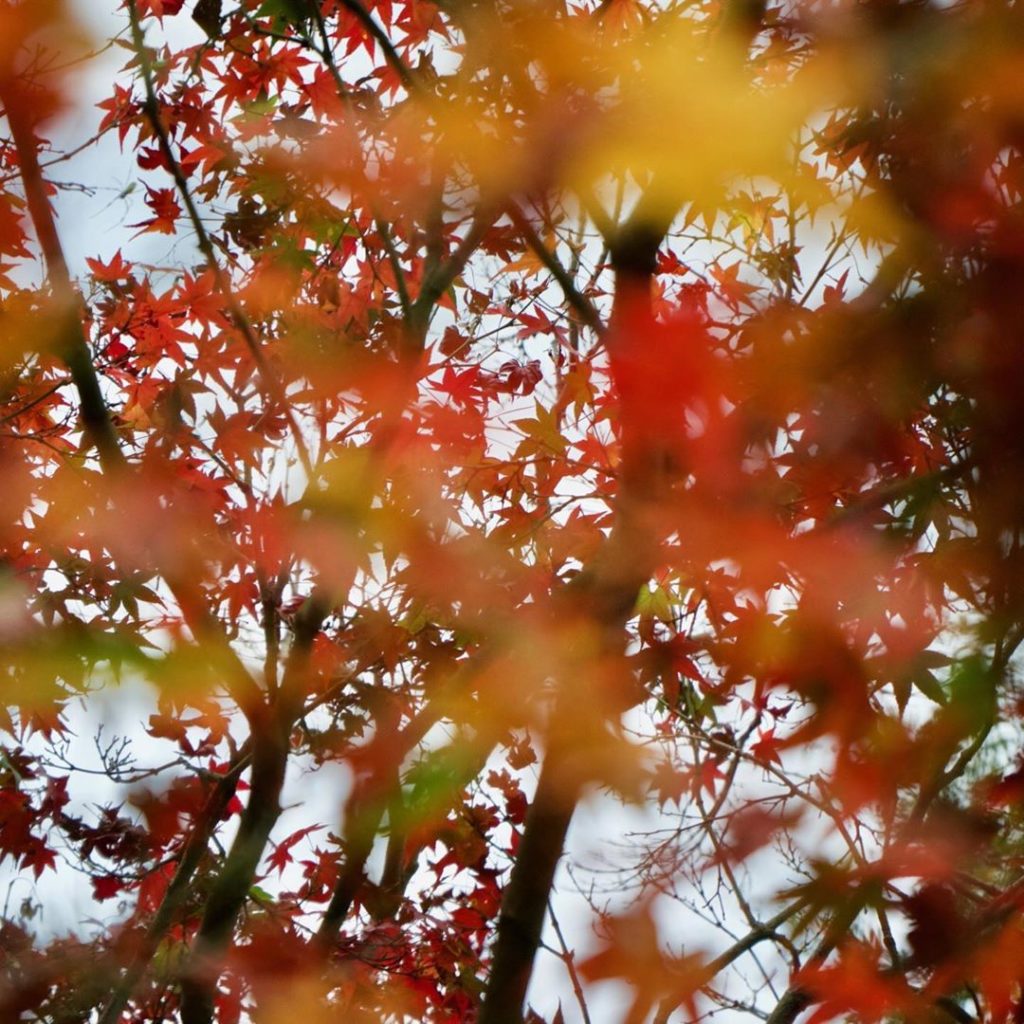 Although "hanami" (cherry blossom viewing) remains the more renowned activity in...