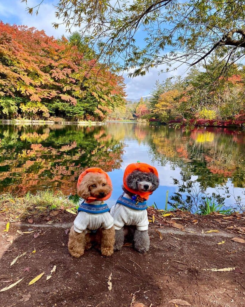 Reposted from @brooklyn409  Swan Lake in Karuizawa, Japan.  Even though I didn’t...