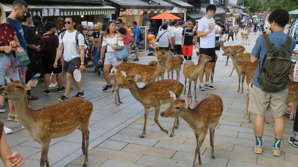 JAPAN TRIP : Walking tour - NARA PARK : Deers / Todaiji Temple